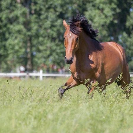Pferdeidylle Direkt Neben Berlin In Dallgow Buitenkant foto